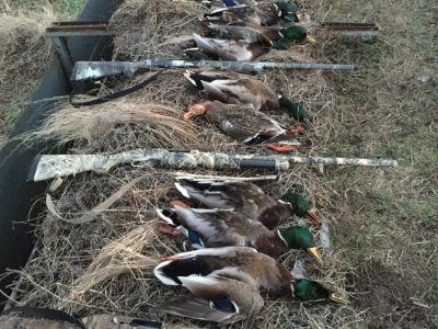 Missouri Duck Hunt with Kill Mo Ducks