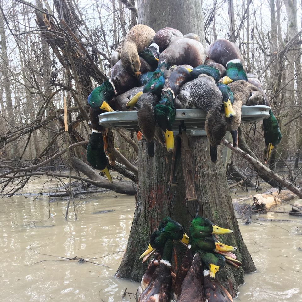 Missouri Duck Hunt with KillMoDucks