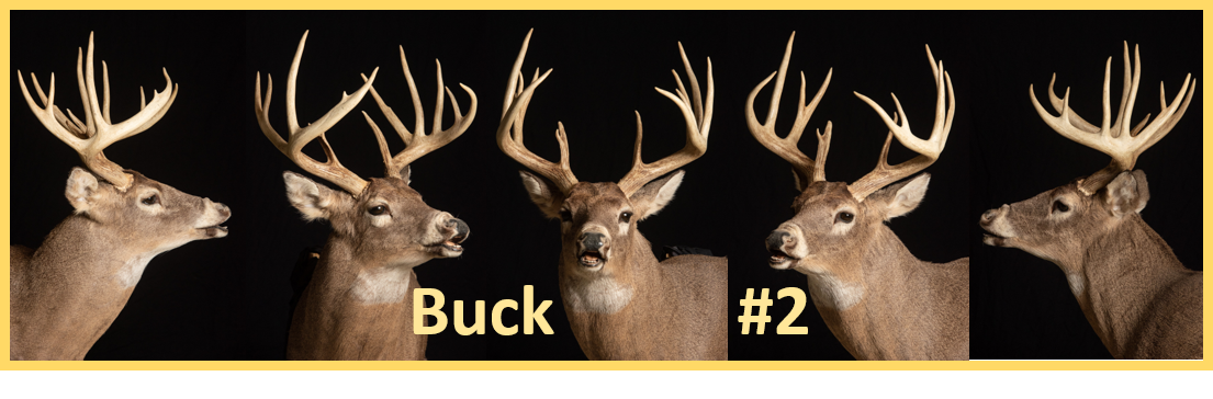 Buck 2
