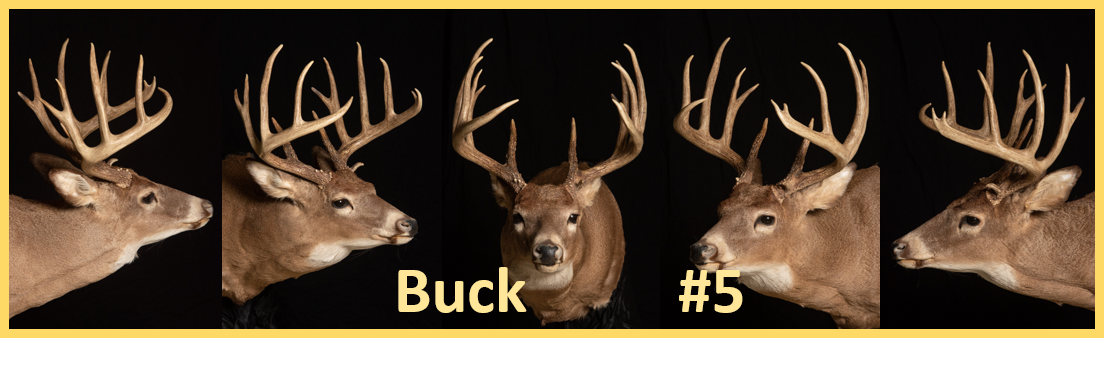 Buck 5
